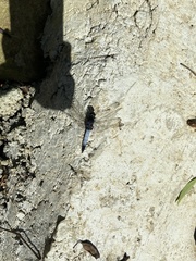 Orthetrum triangulare