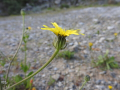 Picris pauciflora