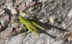 Euthystira brachyptera