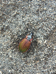 Carabus macleayi