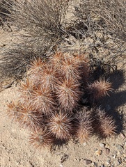 Echinocereus engelmannii engelmannii