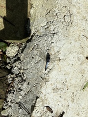 Orthetrum triangulare