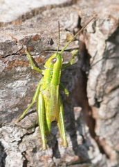 Euthystira brachyptera