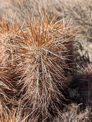 Echinocereus engelmannii engelmannii
