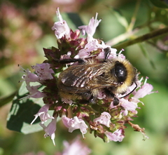 Bombus campestris
