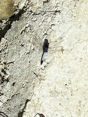 Orthetrum triangulare