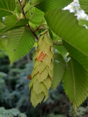 Carpinus cordata