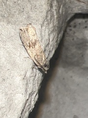Celypha striana