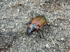 Carabus macleayi