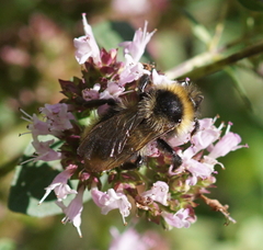 Bombus campestris