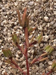 Portulaca halimoides