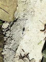 Orthetrum triangulare