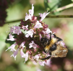 Bombus campestris