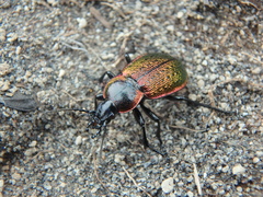 Carabus macleayi