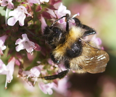 Bombus campestris