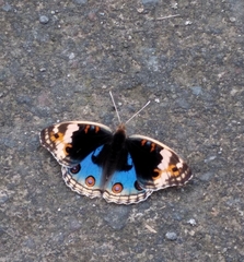 Junonia orithya