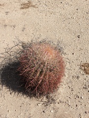 Ferocactus cylindraceus