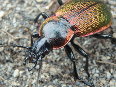 Carabus macleayi