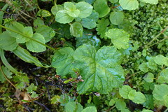 Pectiantia pentandra