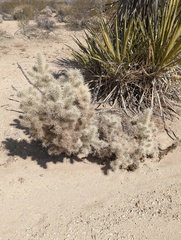Cylindropuntia chuckwallensis