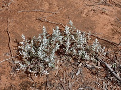 Dissocarpus paradoxus