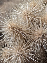 Cylindropuntia chuckwallensis