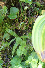 Pectiantia pentandra