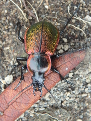Carabus macleayi