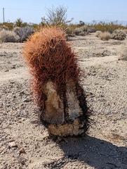 Ferocactus cylindraceus