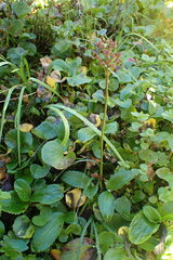 Leptarrhena pyrolifolia