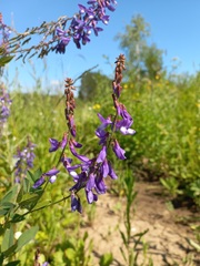 Galega orientalis