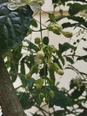 Clerodendrum laevifolium