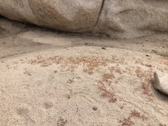 Portulaca halimoides