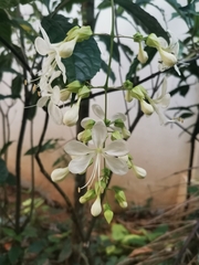 Clerodendrum laevifolium
