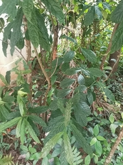 Clerodendrum laevifolium