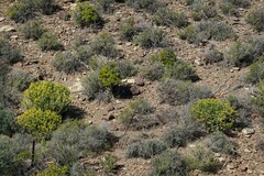 Tylecodon paniculatus