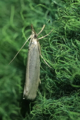 Crambus perlella