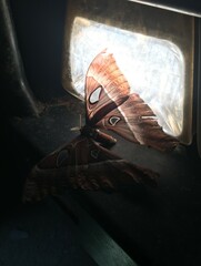 Coscinocera hercules