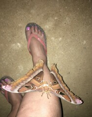 Coscinocera hercules