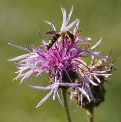 Halictus sexcinctus