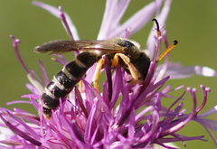 Halictus sexcinctus
