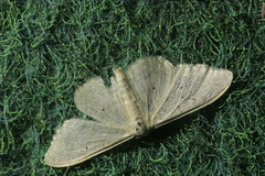 Idaea straminata