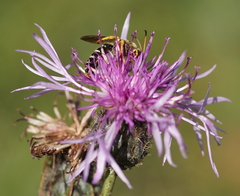 Halictus sexcinctus