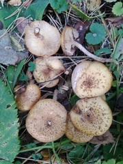 Armillaria