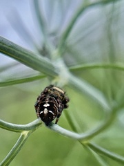 Phidippus audax