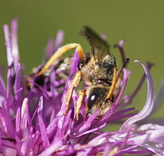 Halictus sexcinctus