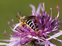 Halictus sexcinctus