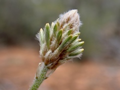 Ptilotus polystachyus
