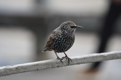Sturnus vulgaris