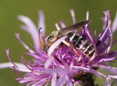 Halictus sexcinctus